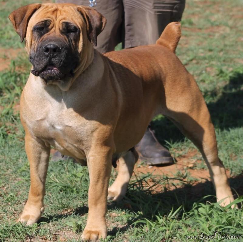 Pinnacle havoc boerboel cheap
