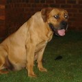 BONANZA XENA II