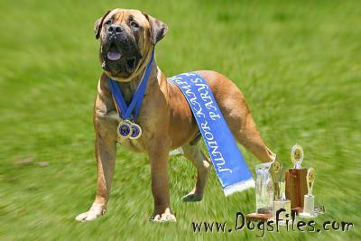 piet zyn drift boerboels