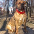 VARIUS RED VARIUS RED