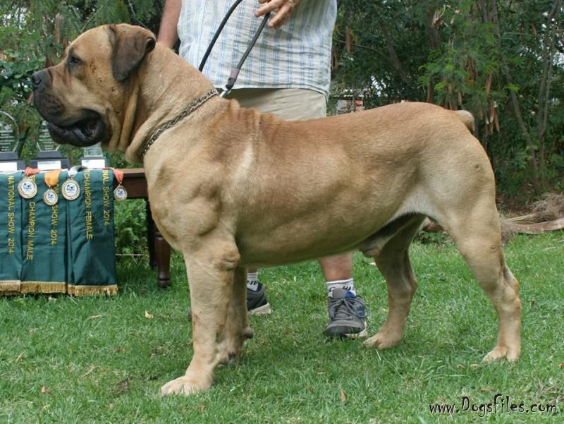 champion boerboel