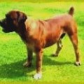 RACO BANDIT
