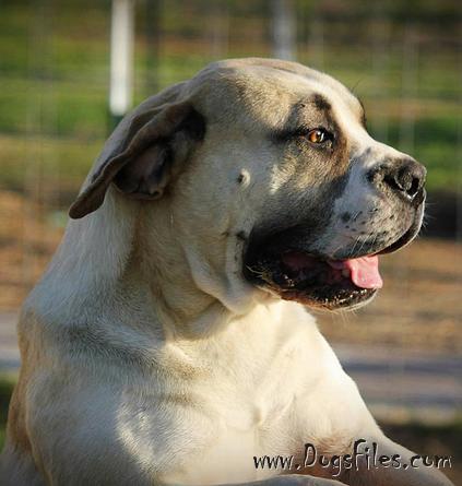 BUNDU VALLEY ICE CREAM » Pedigree database Boerboel;