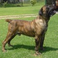 GRASLAND GBT RONTO