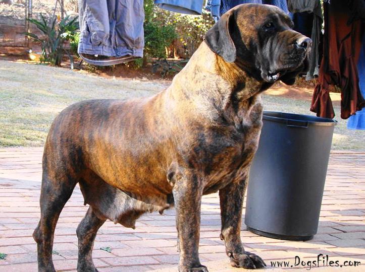 http://www.dogsfiles.com/mkportal/modules/dogsbase/albums/293/6265/foto19292.jpg
