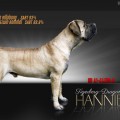 TIGERBERG HANNIBAL