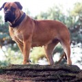 CONGO MASAI TYRA