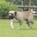 SIMBA FROM SOUTH AFRIKA