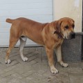 ROMUL FROM SOUTH AFRIKA ROMUL FROM SOUTH AFRIKA