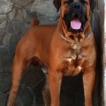 URMAS FROM SOUTH AFRIKA