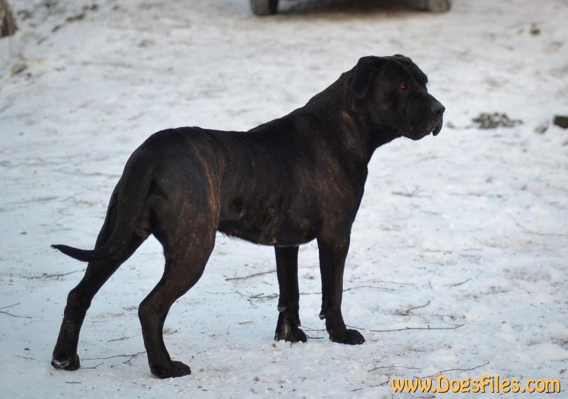 authentic mizpah boerboel