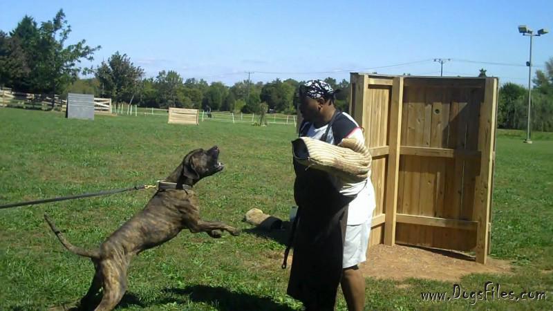 Dichotomy boerboels 2024