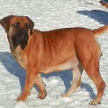 ISENLOH ANTIEKA