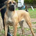 MERION DEMINI FROM SOUTH AFRIKA MERION DEMINI FROM SOUTH AFRIKA