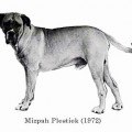 MIZPAH PLESTIEK
