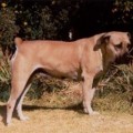 EGOLI MAGGIE