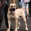 ARES FROM SOUTH AFRIKA ARES FROM SOUTH AFRIKA