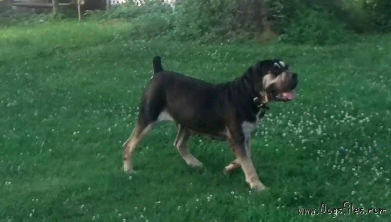 black and tan boerboel