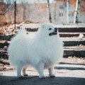 PRETTY TAIL PRIME TIME PRETTY TAIL PRIME TIME