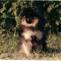 SOUTHLAND'S TAR-BABY'S IMAGE