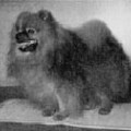 MAY MORNING SOCIAL LION