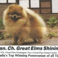 GREAT ELMS SHINING STARR