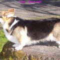 WESTBOURNE CRACKLIN ROSIE
