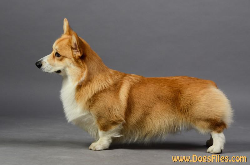 Pedigree Database Welsh Corgi Pembroke