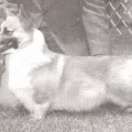 NEBRIOWA JORDACHE FOX MEADOW