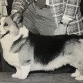 FOXASH DAWN PIPER OF ROWELL