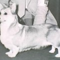 VIRGINIA OF FOX COVERT
