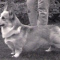 HILDENMANOR CROWN PRINCE