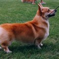 CURIG BEAU JANGLES