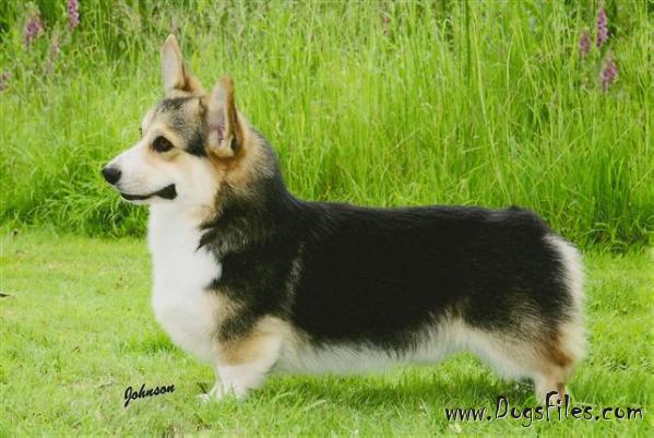 Rosewood corgis 2025