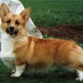 FINNHEELER FIDELIO