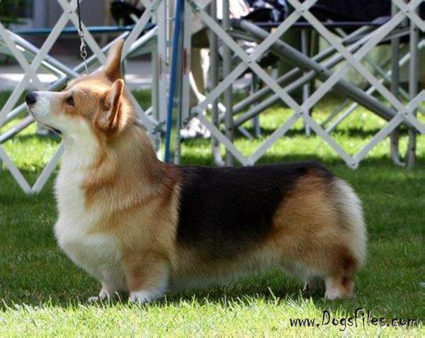 ROSEWOOD BRIGANTINE Pedigree database Welsh Corgi Pembroke