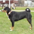 ZAFIRA FROM BALIHARA RANCH