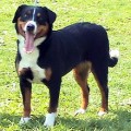 ZENNENHUND ROSSII ANITA
