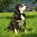 GWENDOLINE VOM HOLZERBERG
