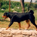 CA' DEL CORSI DIK