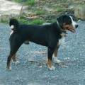 ELVIS VON DER NIESENFLANKE