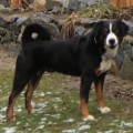 ZORRO VON DER GROSSEN GUSSEN