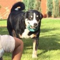 ZENNENHUND ROSII GRANDRINA