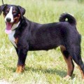 ZELDA FROM BALIHARA RANCH