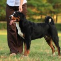 VILLI VOPLOSCHENIE MECHTI ZENNENHUND ROSSII