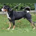 NICO VOM APPENZELLER STEIN