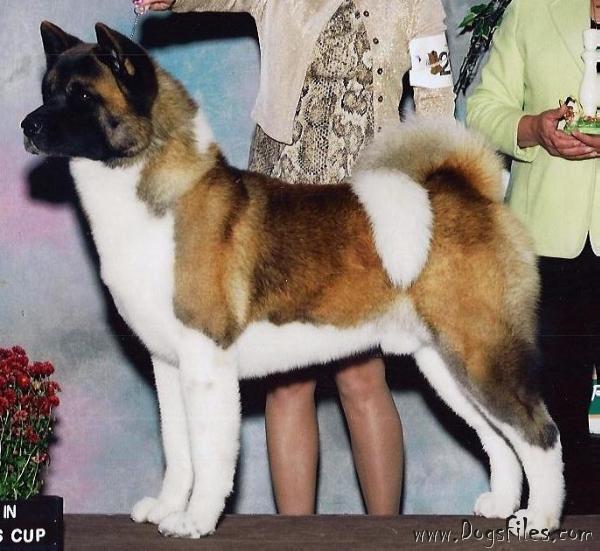Regalia akitas best sale
