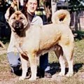 BOCSKORHEGYI CECILIA
