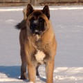 SHERHAN S GOSTINNOGO DVORA