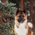 ZHEMCHUZHINA KARELII MISTER URSUS AMERIKANOS